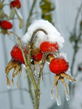 漿果在雪中