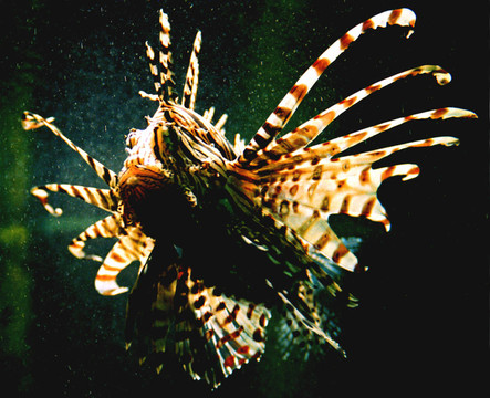 魚