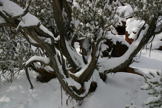 瞻博網(wǎng)絡(luò)在Snow