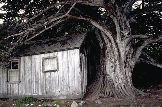 小屋的樹