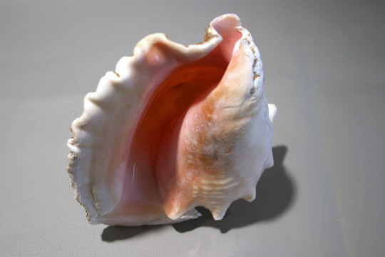 海螺殼