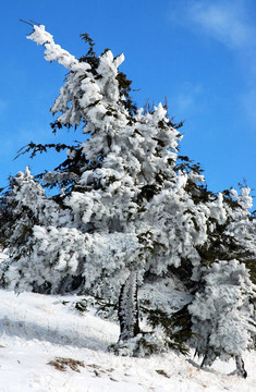 雪覆蓋著