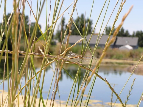 小蜻蜓