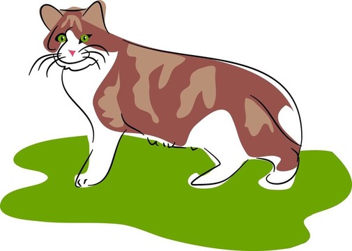 貓