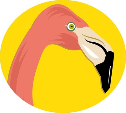 粉紅火烈鳥