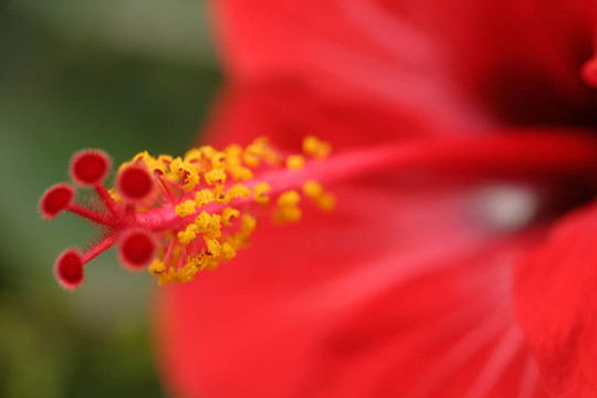 芙蓉宏
