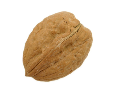 White核桃樹(shù)