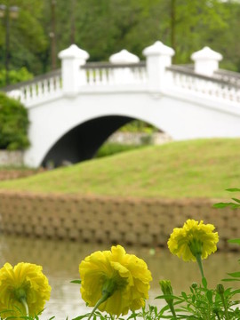 花和橋