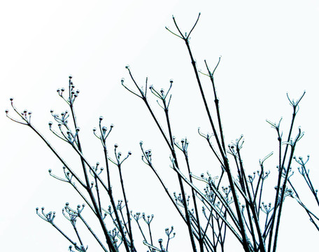 冰藍(lán)色