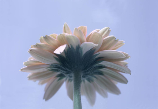 非洲菊