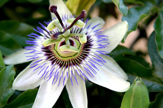 passilflora