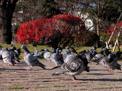 公園