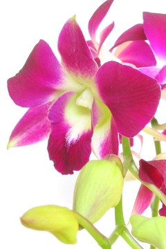 蘭花