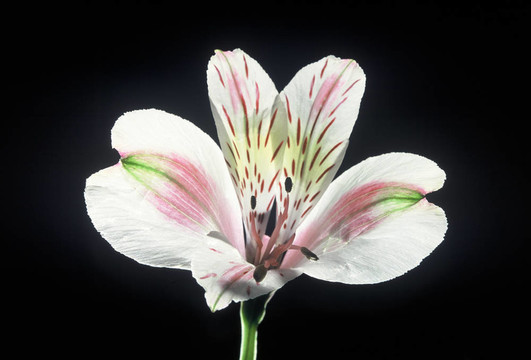 白色的百合花