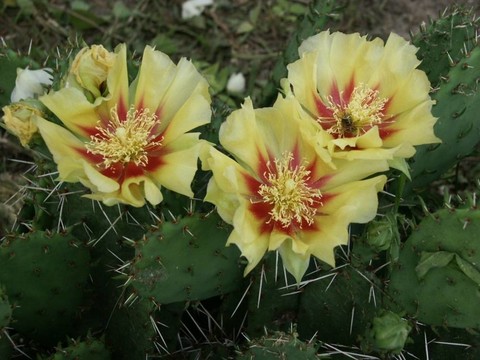 仙人掌花