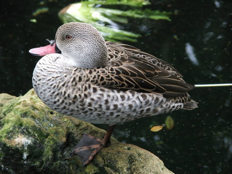 鴨子