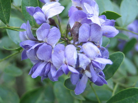 山上的花