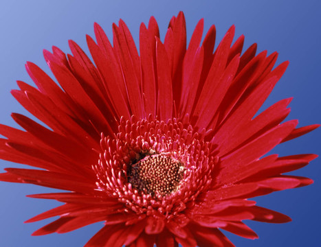 畫菊