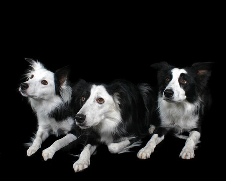 三邊境牧羊犬