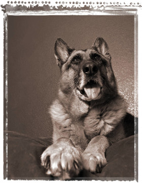 德國牧羊犬