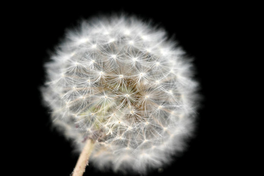 花花公子的獅子