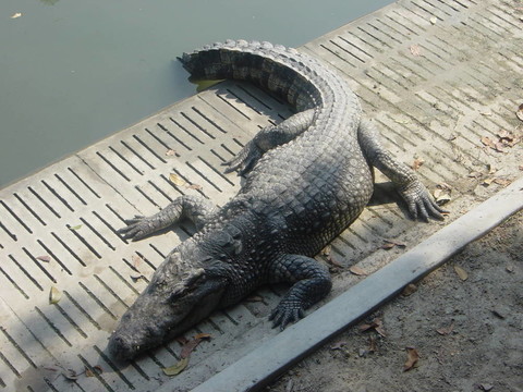 鱷魚農場