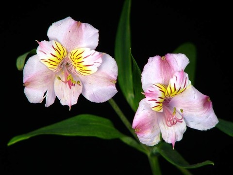 粉色條紋的百合花