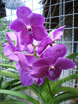 泰國(guó)蘭花