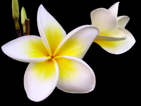 素馨花