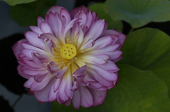蓮花