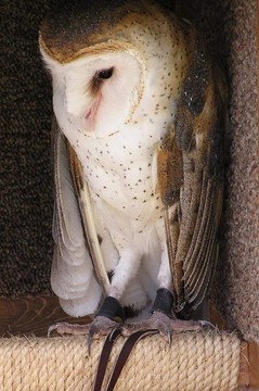 谷倉貓頭鷹