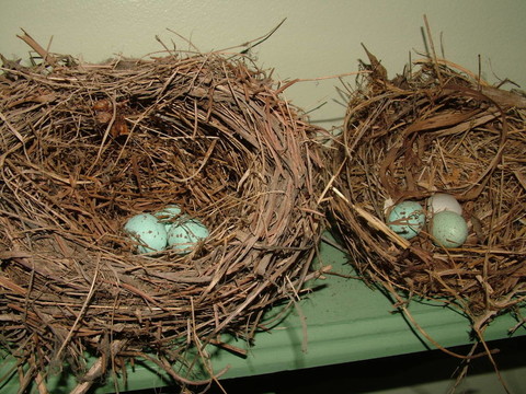 birdnests