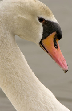 Mute Swan（Cygnus olor）