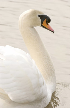 Mute Swan（Cygnus olor）