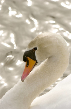 Mute Swan（Cygnus olor）