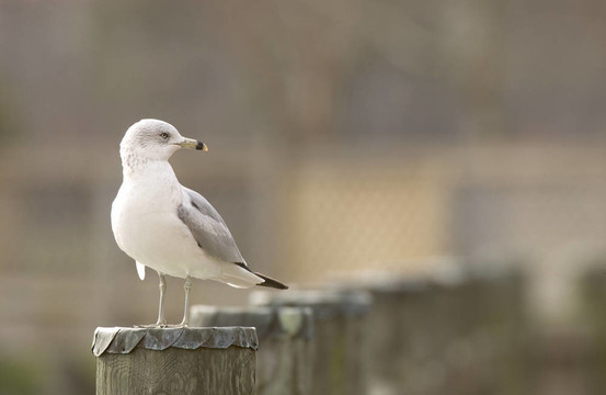 環(huán)嘴鷗（Larus delawarensis）