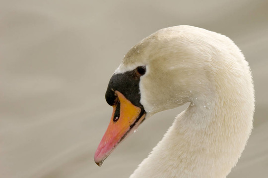 Mute Swan（Cygnus olor）