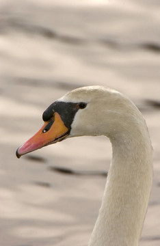 Mute Swan（Cygnus olor）