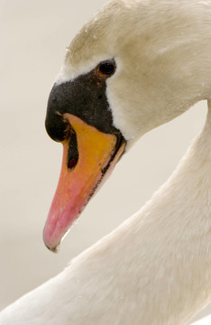 Mute Swan（Cygnus olor）
