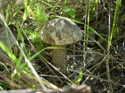 野生蘑菇