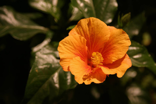 晚上芙蓉流