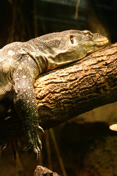 reptile01