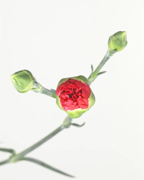開始萌芽