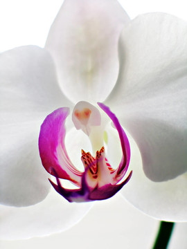 蝴蝶蘭orchid1