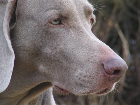 威瑪獵犬的狗
