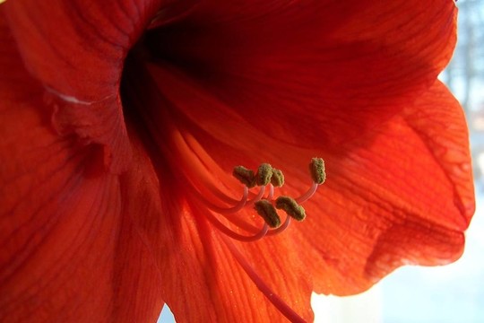 紅喇叭花