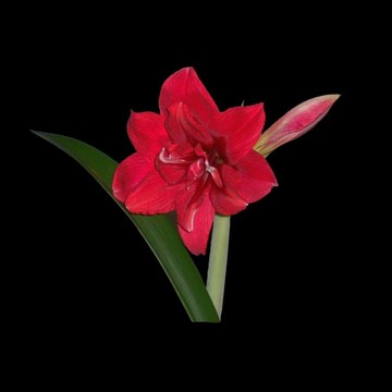 朱頂紅