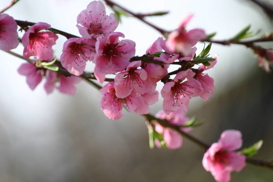桃FLOWer1