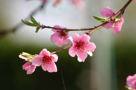 桃花2