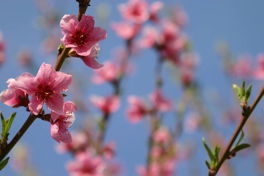 桃花3
